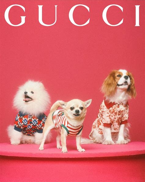 gucci petten limited edition|Gucci pet collars.